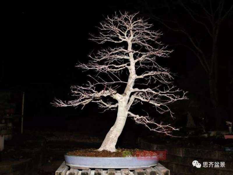 图解 红枫下山桩怎么制作成盆景