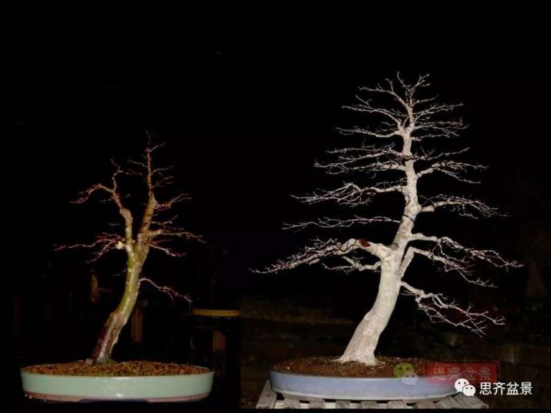 图解 红枫下山桩怎么制作成盆景