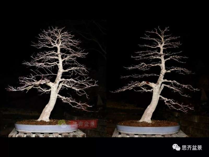 图解 红枫下山桩怎么制作成盆景