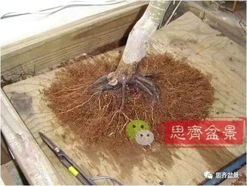 图解 红枫下山桩怎么制作成盆景