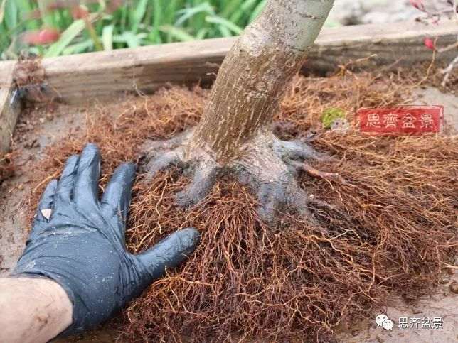 图解 红枫下山桩怎么制作成盆景