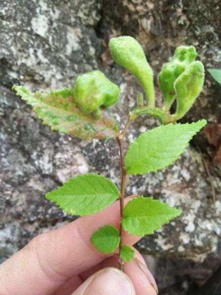 榔榆下山桩被寄生 这是怎么形成得 图片