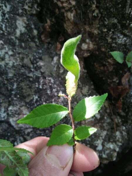 榔榆下山桩被寄生 这是怎么形成得 图片