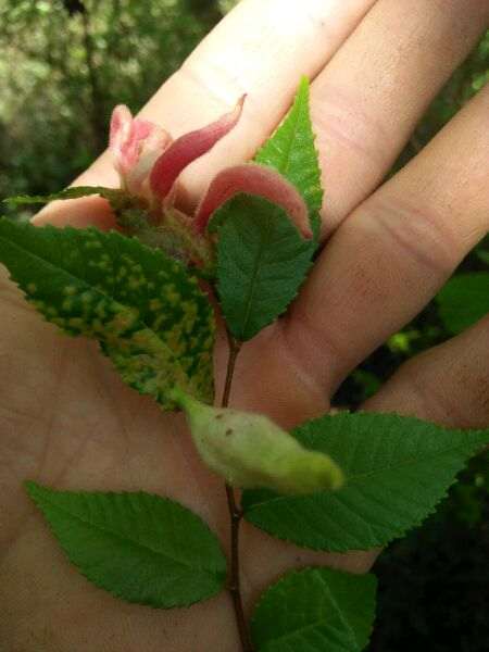 榔榆下山桩被寄生 这是怎么形成得 图片