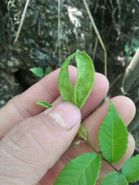 榔榆下山桩被寄生 这是怎么形成得 图片