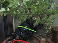 榔榆下山桩高压 什么时候分离移栽 图片