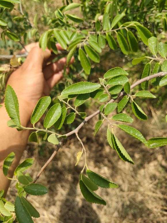 叶子像榆树下山桩 怎么感觉不太一样 图片