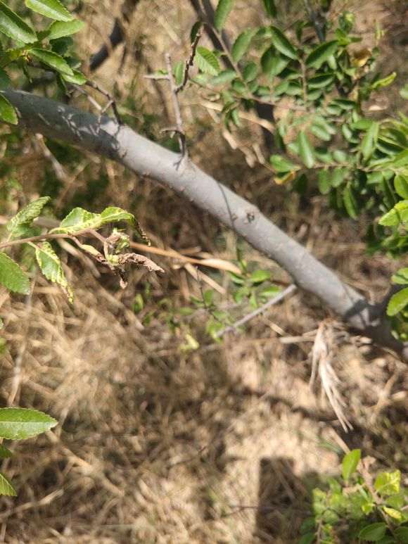 气温25度 榔榆下山桩能种活吗 图片