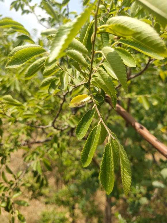 气温25度 榔榆下山桩能种活吗 图片