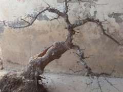 这颗榔榆下山桩如何造型 可以吗 图片