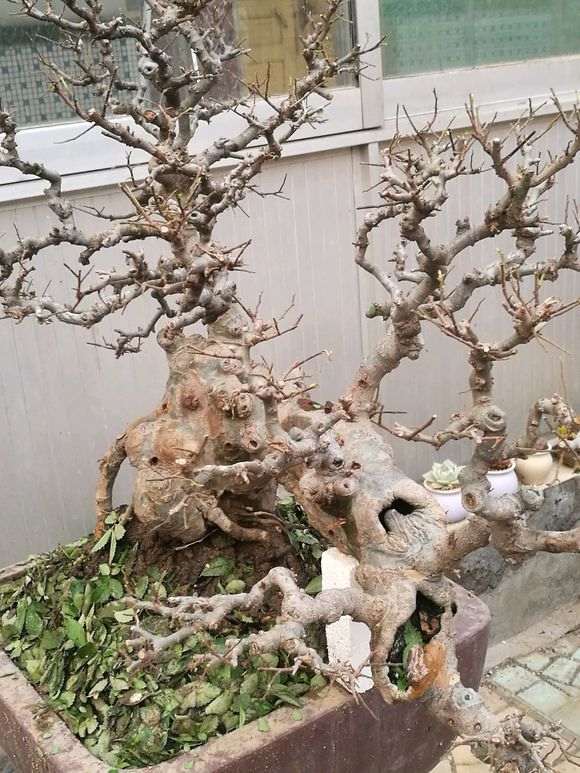 榔榆下山桩摘叶了 还能出新叶吗 图片