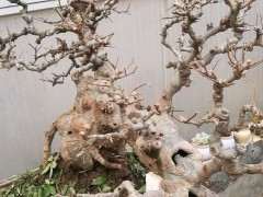 榔榆下山桩摘叶了 还能出新叶吗 图片