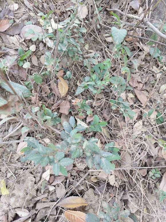 什么榆树下山桩 母树下面很多小的