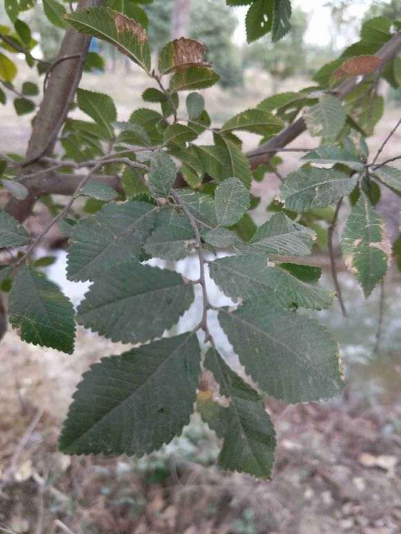 什么榆树下山桩 母树下面很多小的
