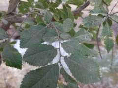 什么榆树下山桩 母树下面很多小的 图片