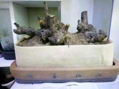 榔榆下山桩根部流胶了 能不能涂抹愈合剂