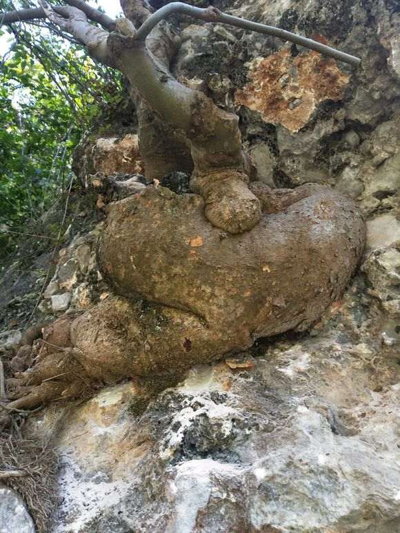 请问一下大师们 这是不是榔榆下山桩啊