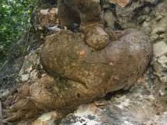 请问一下大师们 这是不是榔榆下山桩啊