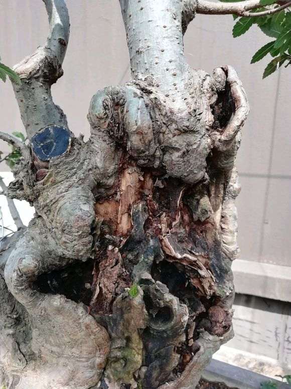 这个是什么榆树下山桩 如何造型 图片