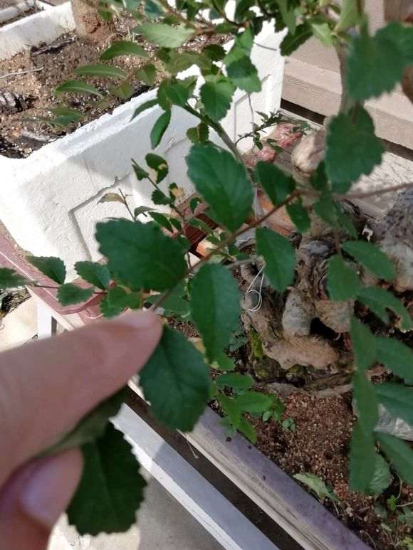 这个是什么榆树下山桩 如何造型 图片