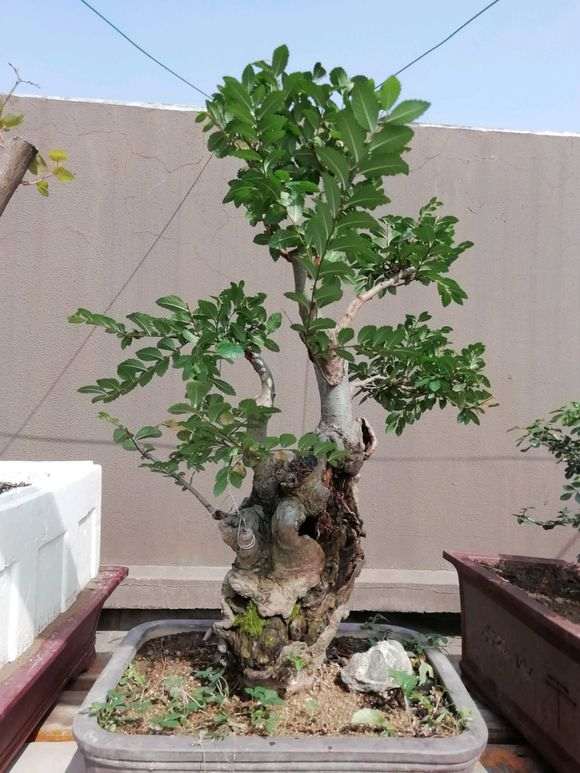 这个是什么榆树下山桩 如何造型 图片