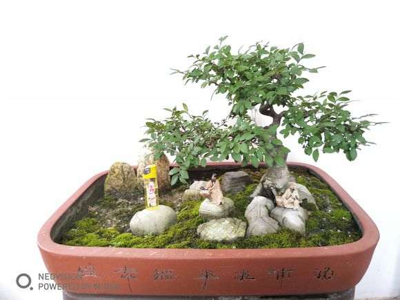 榆树下山桩摘光叶了 几天就发新叶 图片