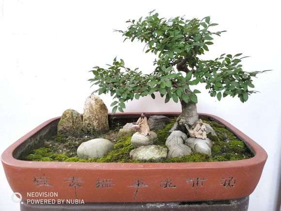 榆树下山桩摘光叶了 几天就发新叶 图片