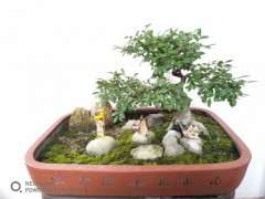 榆树下山桩摘光叶了 几天就发新叶 图片