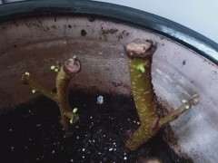 扦插的小叶榔榆下山桩发芽了 图片