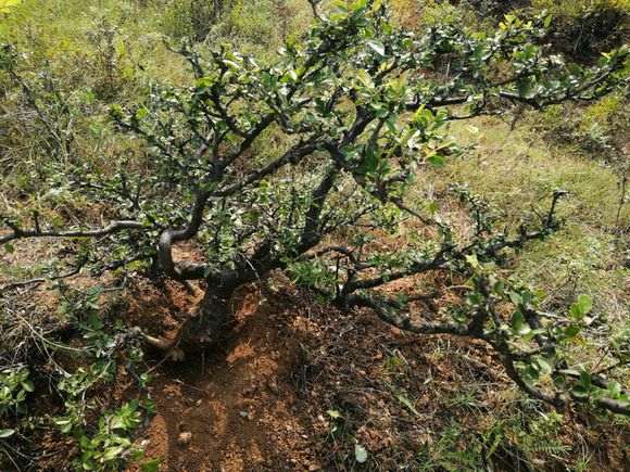 这是山榆 还是榔榆下山桩 怎么区别 图片