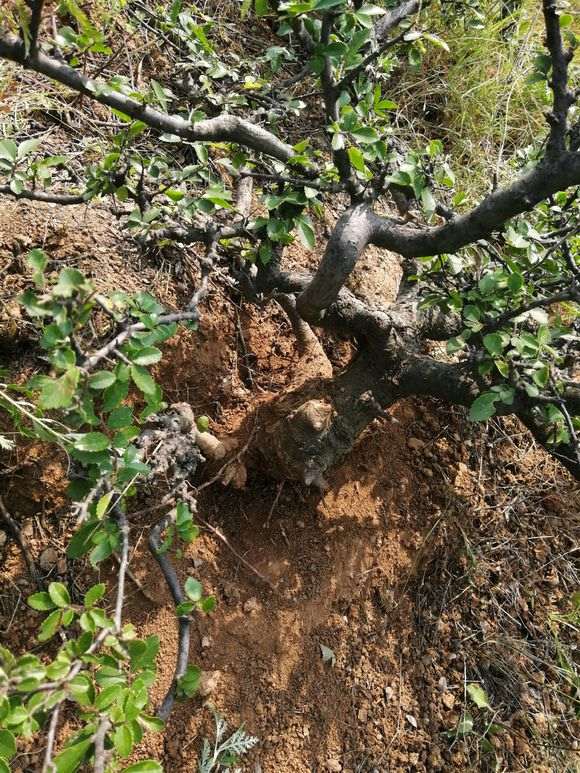 这是山榆 还是榔榆下山桩 怎么区别 图片