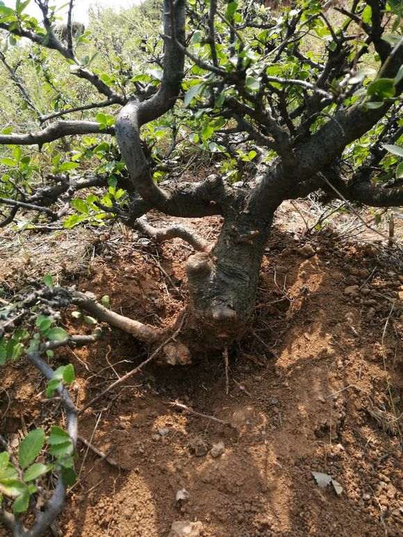 这是山榆 还是榔榆下山桩 怎么区别 图片