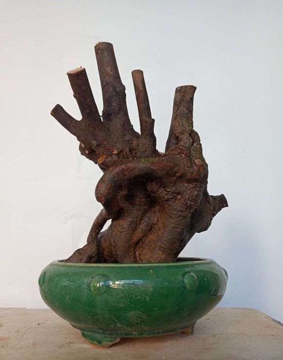 这个季节怎么载榔榆下山桩 用套袋吗 图片