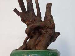 这个季节怎么载榔榆下山桩 用套袋吗 图片