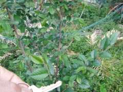 这什么榔榆下山桩 秋天叶子变红色 图片