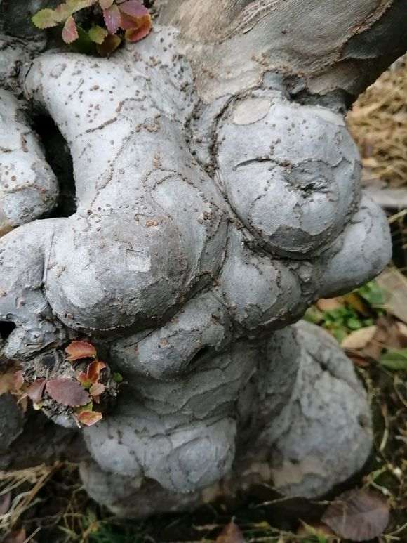 河南的榔榆下山桩 多吗 怎么全是榉树 图片