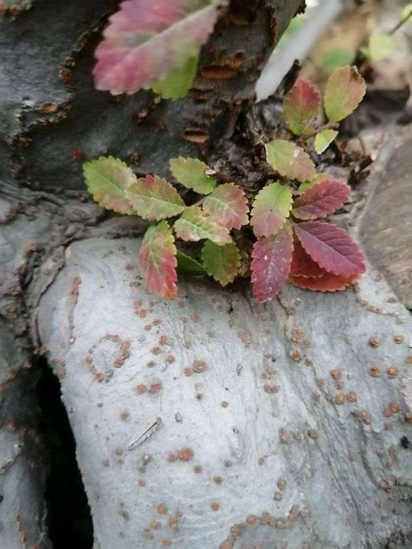 河南的榔榆下山桩 多吗 怎么全是榉树 图片