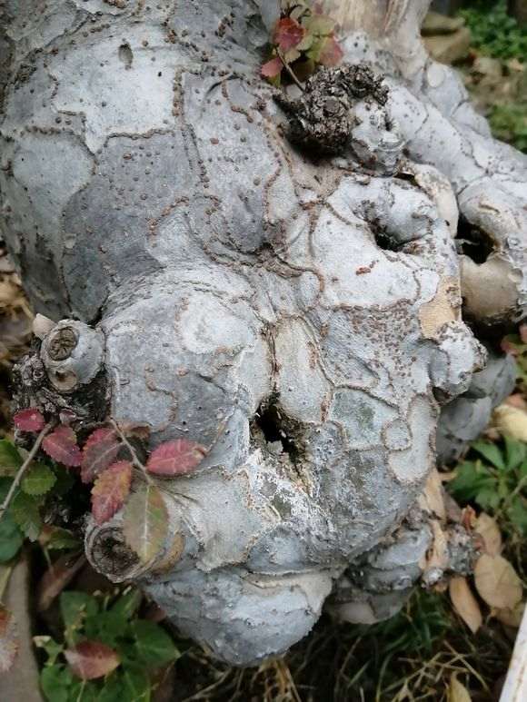 河南的榔榆下山桩 多吗 怎么全是榉树 图片