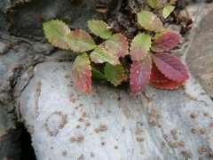 河南的榔榆下山桩 多吗 怎么全是榉树 图片