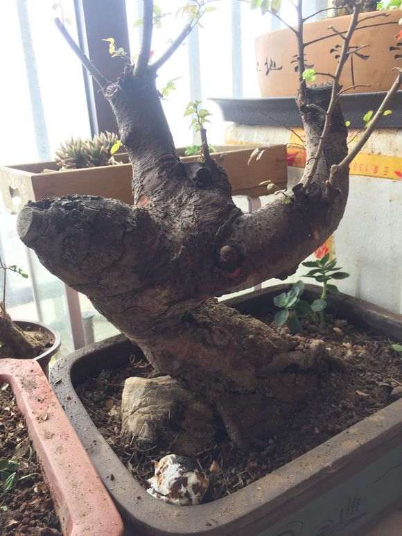 榔榆下山桩树状如何定型 图片