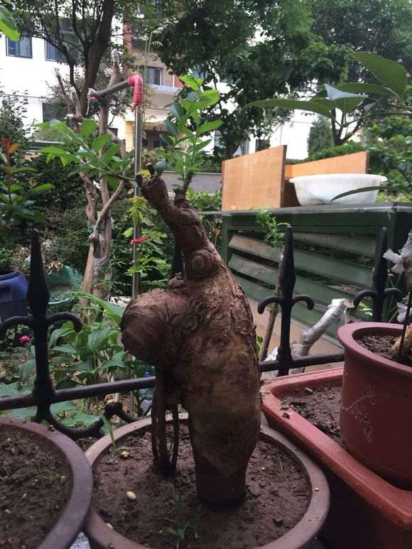 榔榆下山桩几年长成小疙瘩 图片