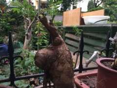 榔榆下山桩几年长成小疙瘩 图片