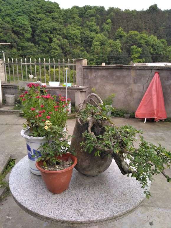 榔榆下山桩心里有虫 怎么防治 图片