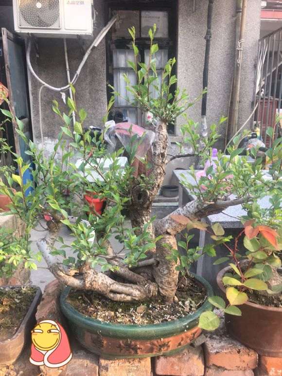 榔榆下山桩心里有虫 怎么防治 图片