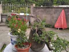 榔榆下山桩心里有虫 怎么防治 图片