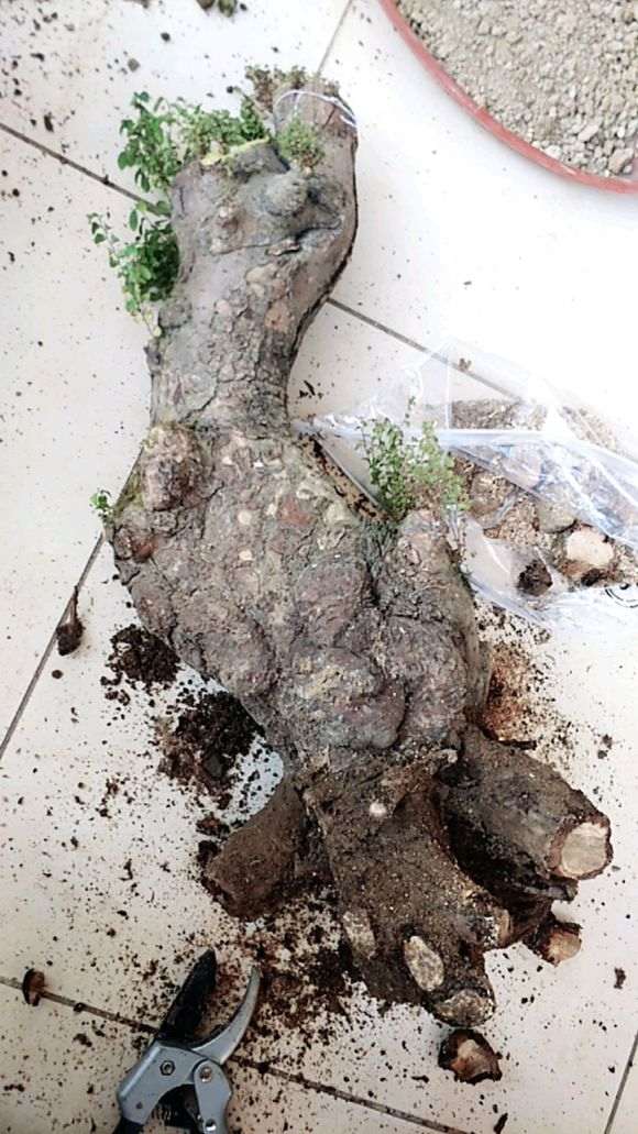 这个榆树下山桩根皮都烂了 怎么办 图片