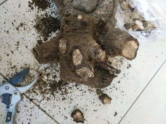 这个榆树下山桩根皮都烂了 怎么办 图片