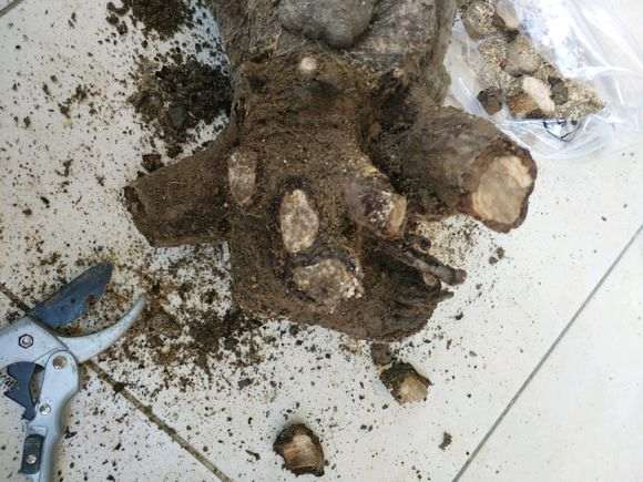 这个榆树下山桩根皮都烂了 怎么办 图片