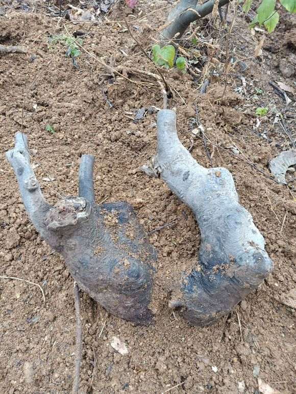 把花皮榆接成榔榆下山桩 怎么样 图片