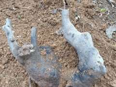 把花皮榆接成榔榆下山桩 可以吗 图片